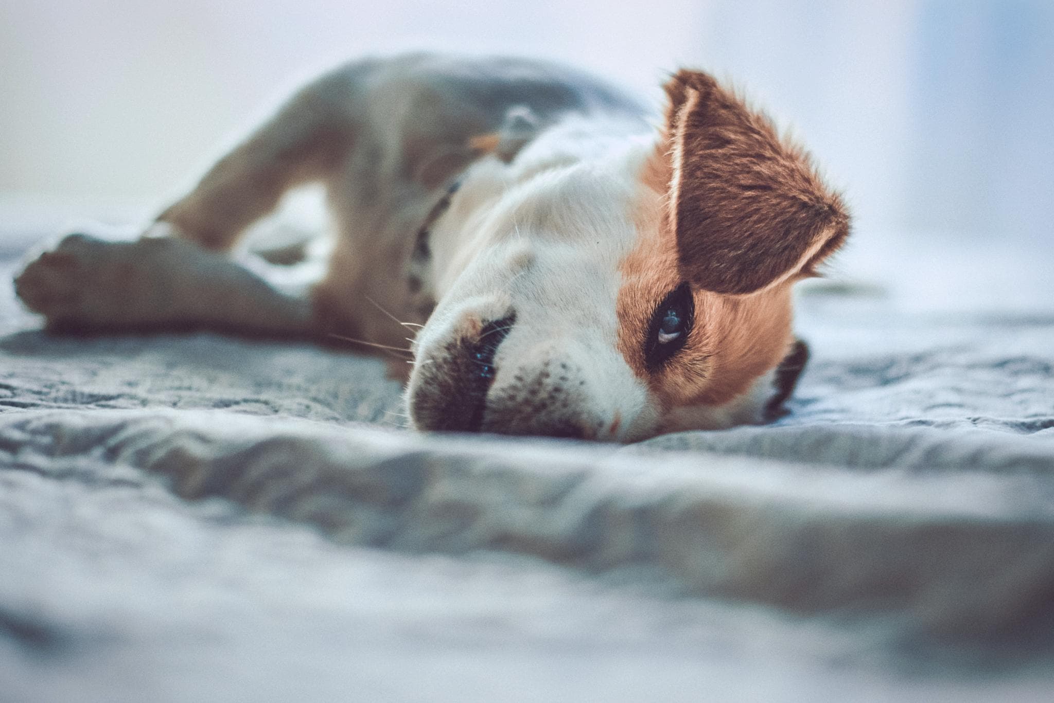 Cachorro relaxando em casa